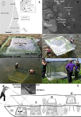 Juvenile Fish Associated With Pondweed and Charophyte Habitat in the Curonian Lagoon